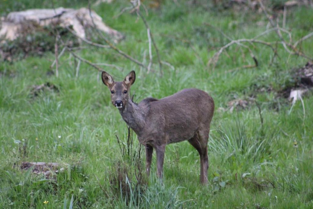 Gite La Cabuche Proche Du Zoo De Beauval Le Controis-en-Sologne Exterior foto