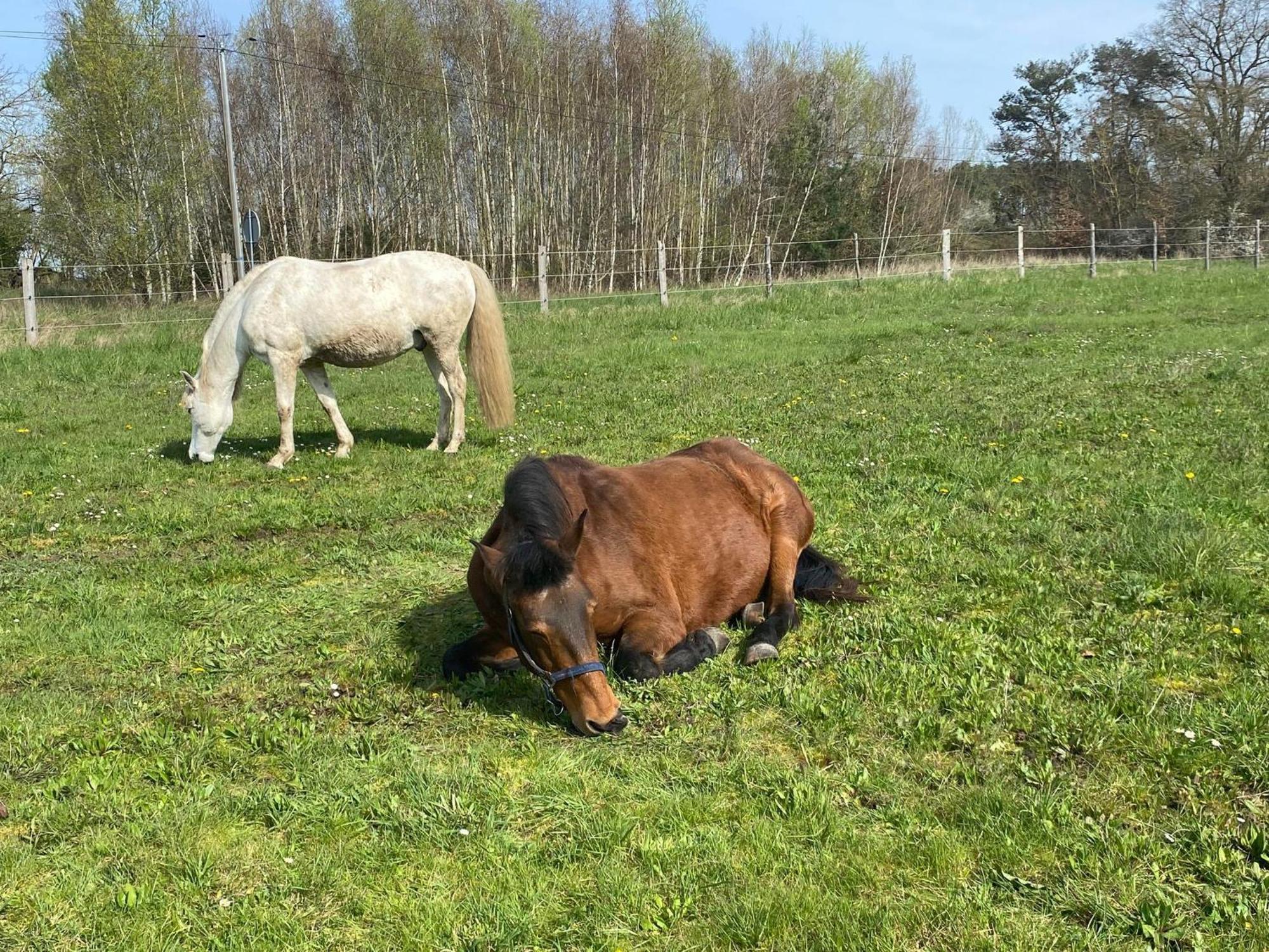 Gite La Cabuche Proche Du Zoo De Beauval Le Controis-en-Sologne Exterior foto
